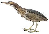 Australasian Bittern Illustration