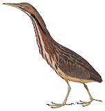 American Bittern Illustration