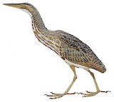 Pinnated Bittern Illustration