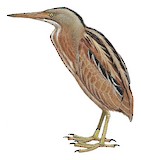 Stripe-backed Bittern Illustration