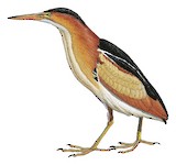 Least Bittern Illustration