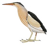 Little Bittern Illustration