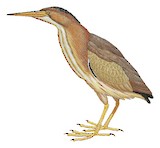 Yellow Bittern Illustration