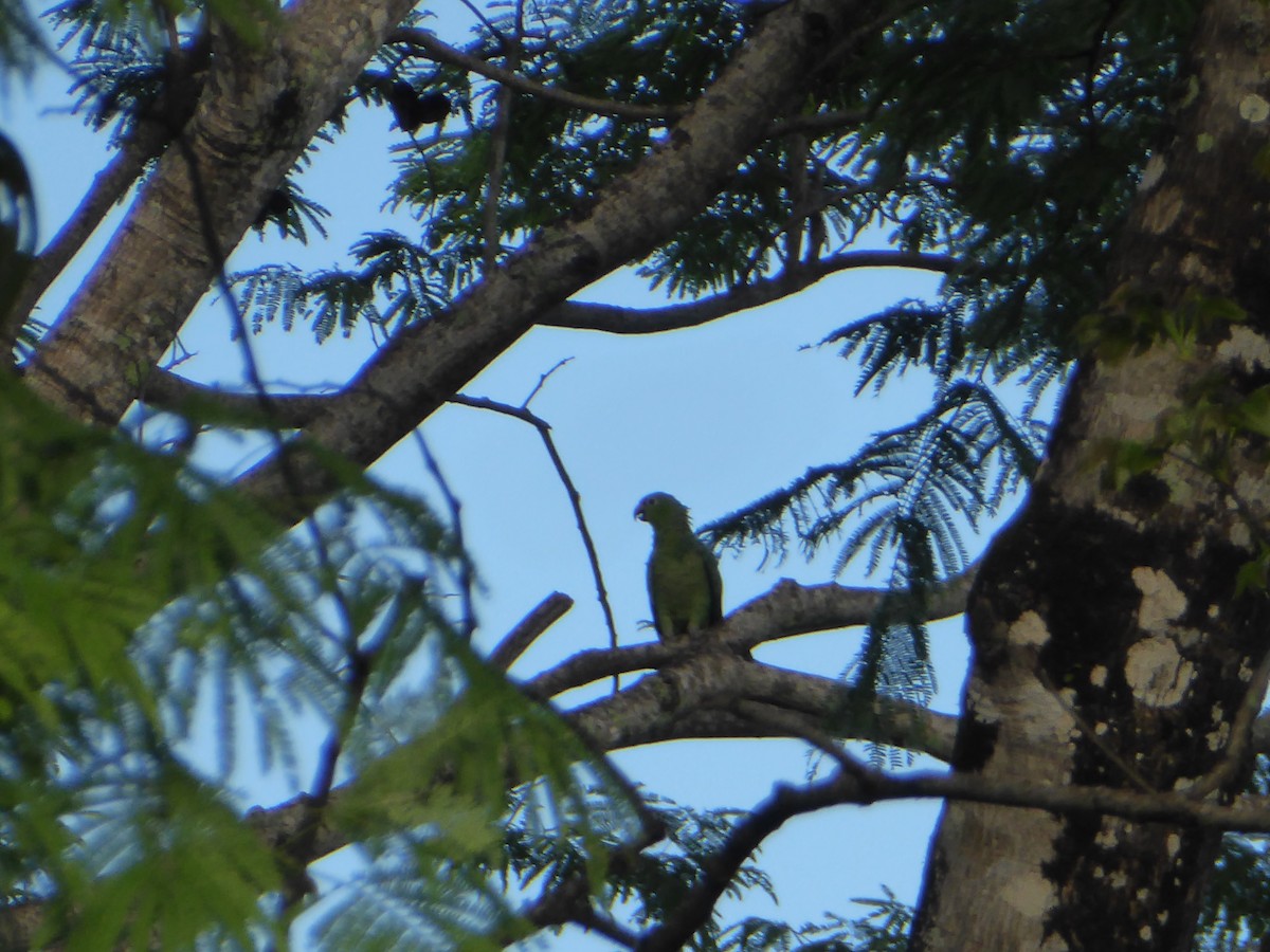 Red-lored Parrot - ML152810581
