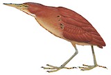 Cinnamon Bittern Illustration