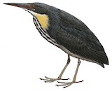 Black Bittern Illustration