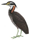 White-eared Night Heron Illustration