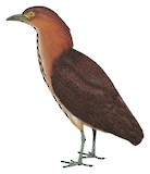 Japanese Night Heron Illustration