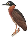 White-backed Night Heron Illustration