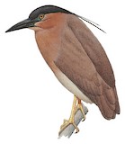 Nankeen Night Heron Illustration