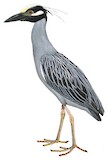 Yellow-crowned Night Heron Illustration