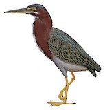 Green Heron Illustration