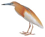 Squacco Heron Illustration