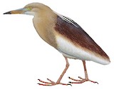 Indian Pond Heron Illustration