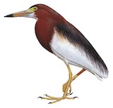 Chinese Pond Heron Illustration