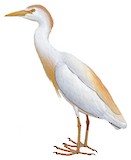 Western Cattle Egret Illustration