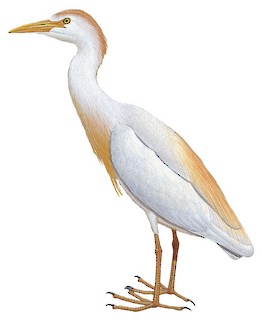 Western Cattle Egret Identification, All About Birds, Cornell Lab of  Ornithology