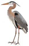 Great Blue Heron Illustration