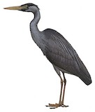 Humblot's Heron Illustration