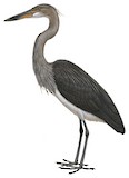 White-bellied Heron Illustration