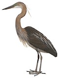 Great-billed Heron Illustration