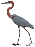 Goliath Heron Illustration