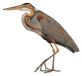 Purple Heron Illustration