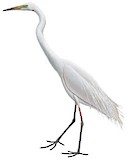 Great Egret Illustration