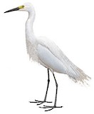 Intermediate Egret Illustration