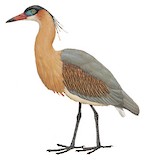 Whistling Heron Illustration