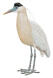 Capped Heron Illustration