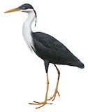 Pied Heron Illustration