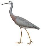 White-faced Heron Illustration