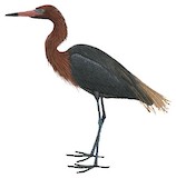 Reddish Egret Illustration