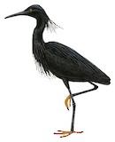 Black Heron Illustration