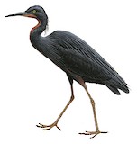 Slaty Egret Illustration