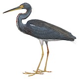 Tricolored Heron Illustration