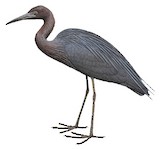 Little Blue Heron Illustration