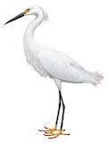 Snowy Egret Illustration