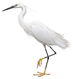 Little Egret Illustration