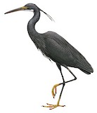 Western Reef Heron Illustration