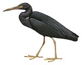 Pacific Reef Heron Illustration