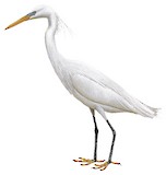 Chinese Egret Illustration