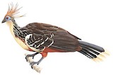 Hoatzin Illustration