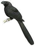 Smooth-billed Ani Illustration