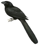 Groove-billed Ani Illustration