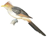 Guira Cuckoo Illustration