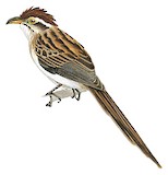 Striped Cuckoo Illustration