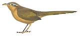 Lesser Ground Cuckoo Illustration