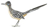 Lesser Roadrunner Illustration